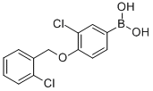 3-Chloro-4-(2′-chlorobenzyloxy)phenylboronic acid