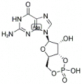 Guanosine-3’,5’-cyclicphosphate ammonium salt