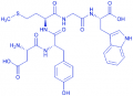 Cholecystokinin Octapeptide (1-5) (desulfated)