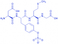 Cholecystokinin Octapeptide (1-4) (sulfated)